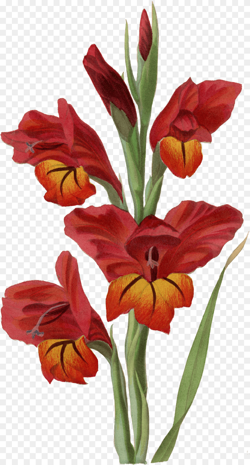 1013x1881 Transparent Gladiolus Gladiolus, Flower, Plant, Rose, Petal Clipart PNG