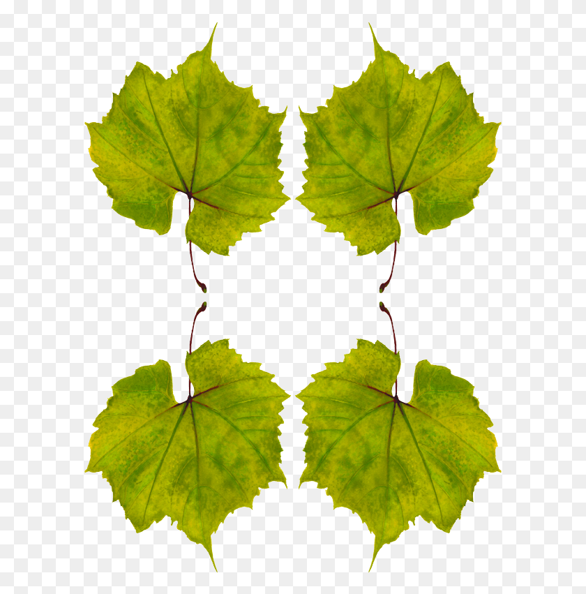 601x791 Зеленый Виноградный Лист, Растение, Вены, Зеленый Png Скачать
