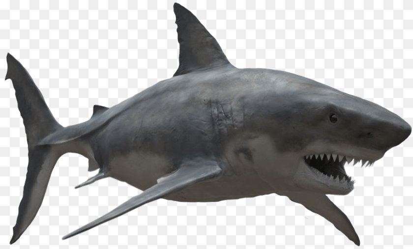 901x545 Great White Shark Great White Shark, Animal, Sea Life, Fish Transparent PNG
