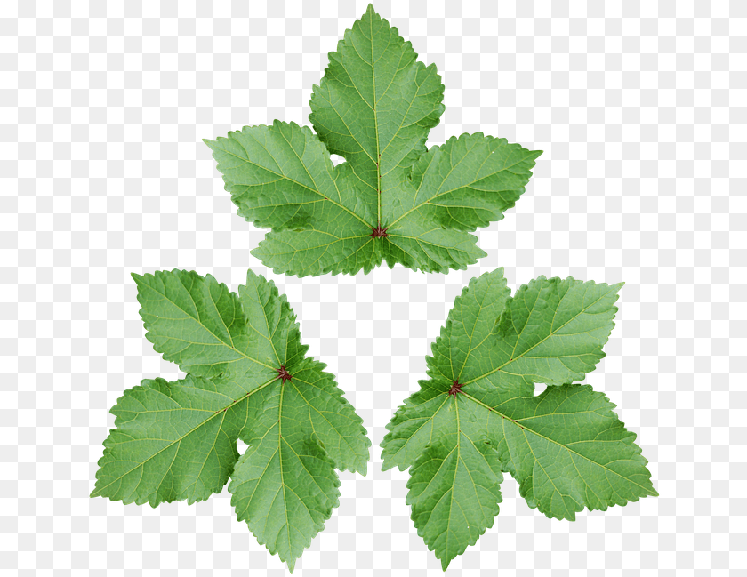 Transparent Green Wallpaper Daun, Leaf, Plant, Tree, Oak PNG