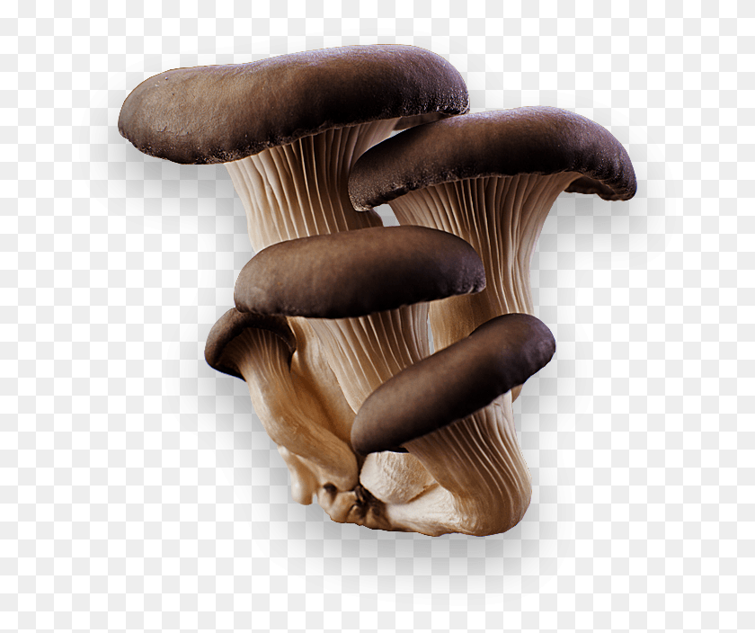 665x644 Transparent Grey Oyster Mushroom, Plant, Fungus, Amanita HD PNG Download