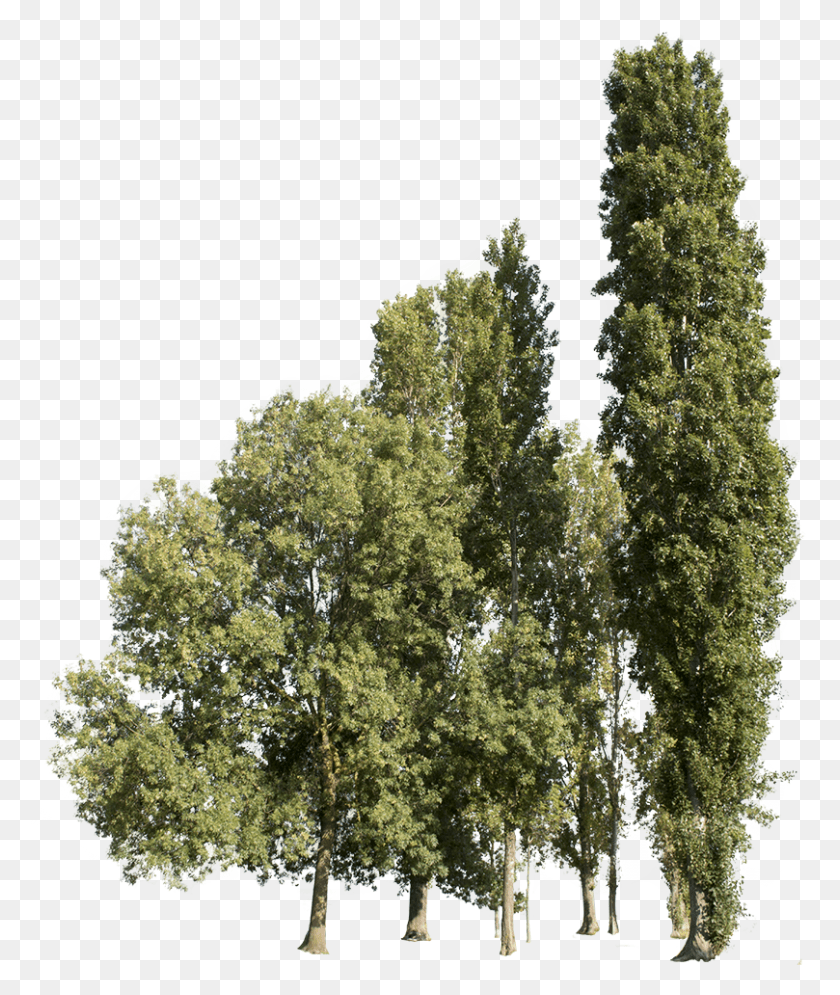 809x970 Transparent Group Trees Bunch Of Tree Cutout, Bush, Vegetation, Plant HD PNG Download