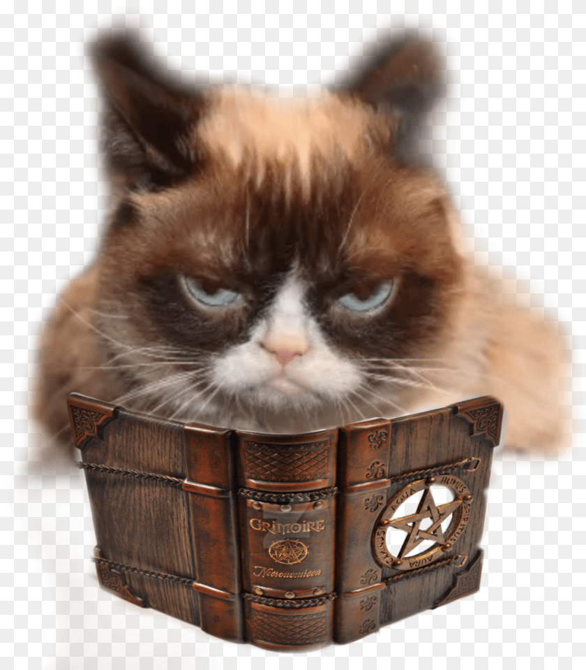 Transparent Grumpy Cat Grumpy Cat Memes, Animal, Mammal, Pet, Box Sticker PNG