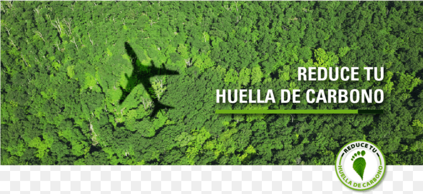 1001x460 Transparent Guacamaya Carbon Offset Flight, Woodland, Vegetation, Tree, Rainforest PNG