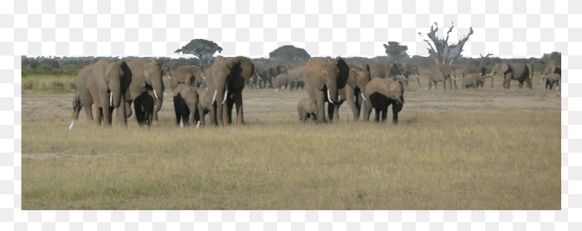 1017x357 Transparent Herd, Animal, Elephant, Wildlife HD PNG Download