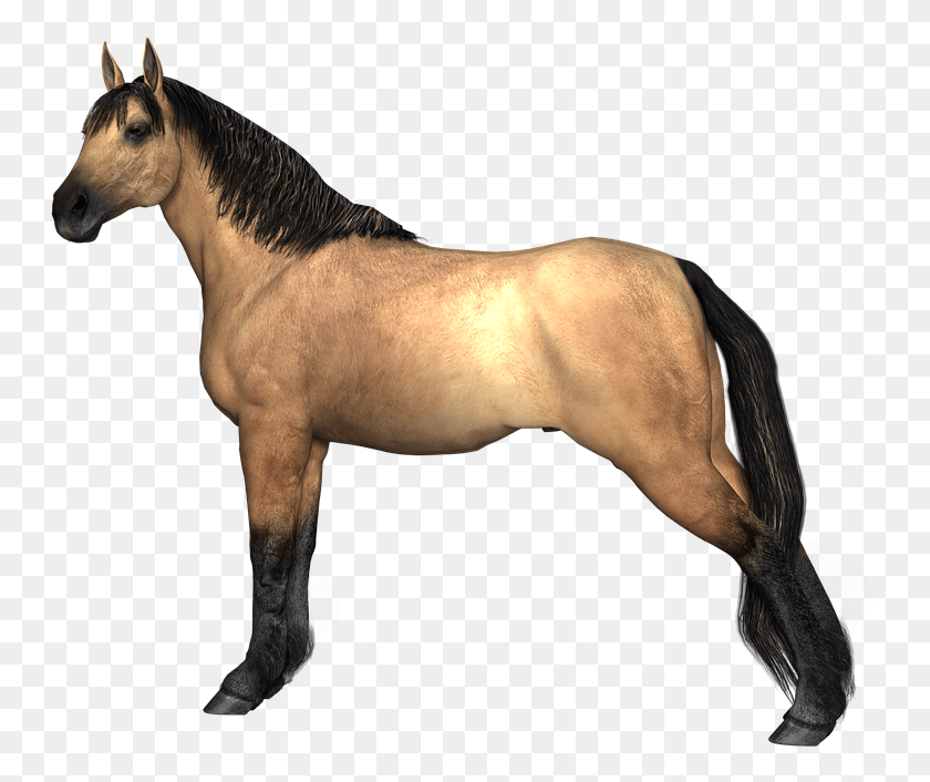 754x646 Transparent Horse Face Animal Render, Mammal, Colt Horse, Stallion HD PNG Download