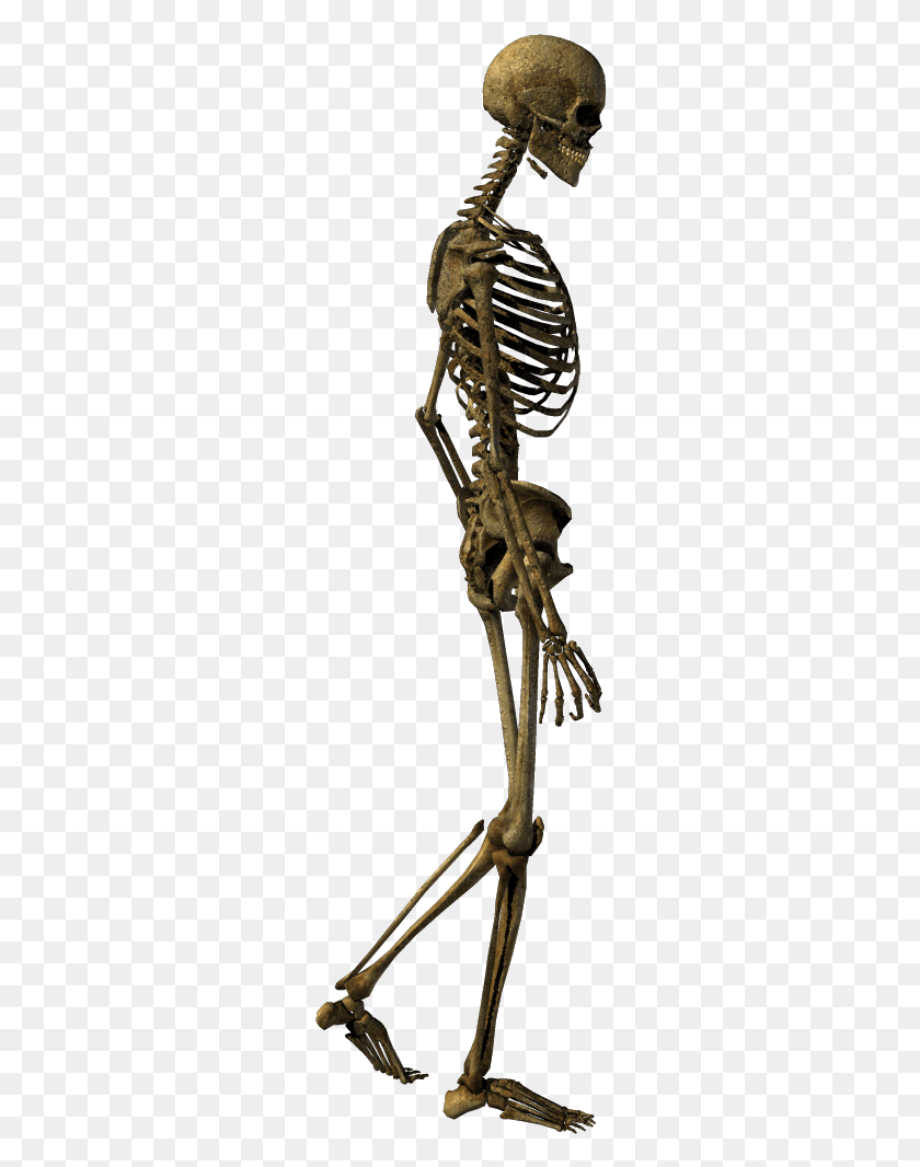 266x1006 Transparent Human Bone Clip Art Walking Transprent Human Skeleton Walking, Bow HD PNG Download