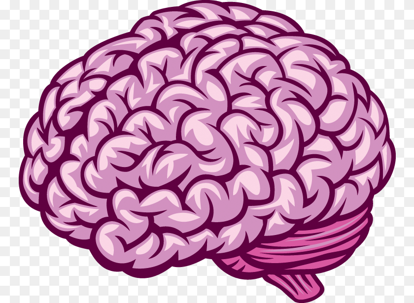 765x615 Transparent Human Brain Royalty Free Brain Vector, Dahlia, Flower, Plant, Ammunition Clipart PNG