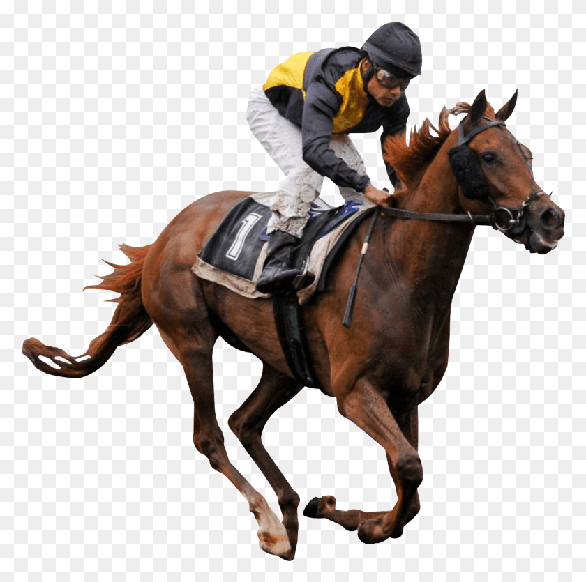 1326x1319 Caballo Png / Mamíferos Hd Png