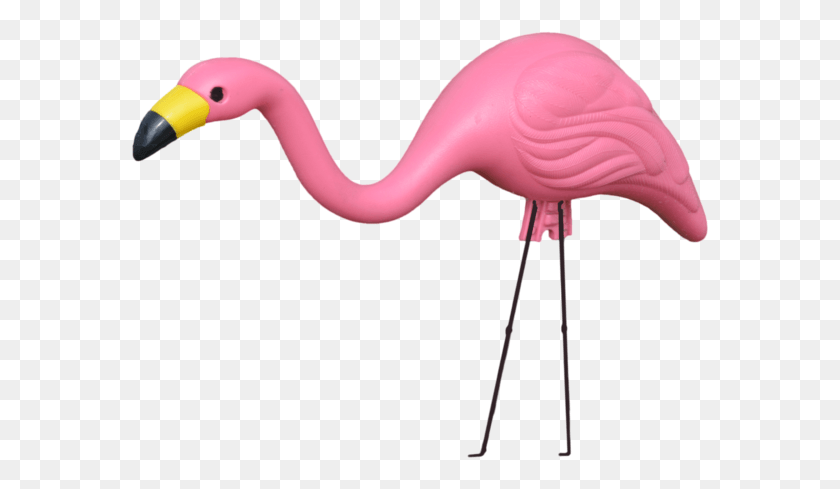 579x429 Transparent Images Plastic Lawn Flamingo Transparent Background, Bird, Animal, Blow Dryer Descargar Hd Png