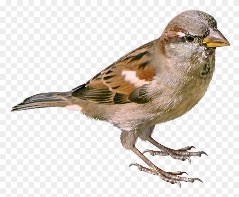 1397x1132 Transparent Images Pluspng Sparrow, Bird, Animal, Anthus HD PNG Download