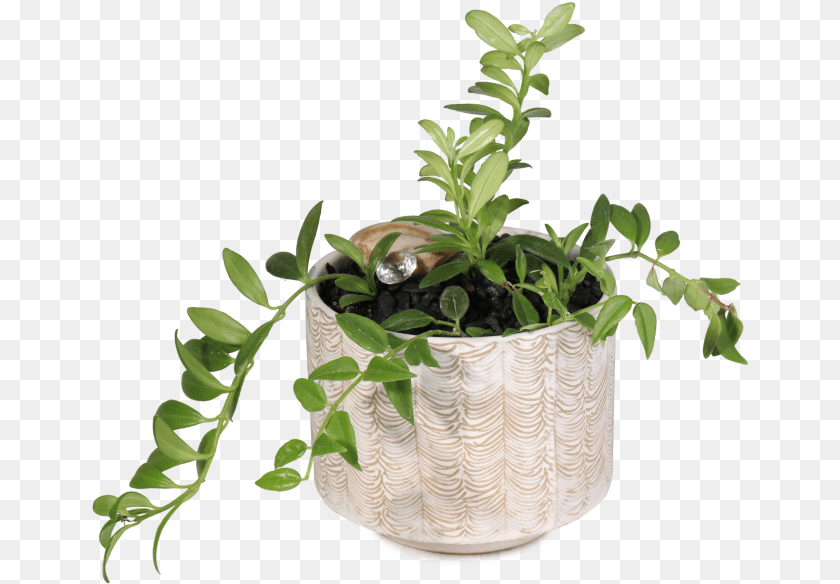 Transparent Indoor Plant Flowerpot, Jar, Planter, Potted Plant, Pottery PNG