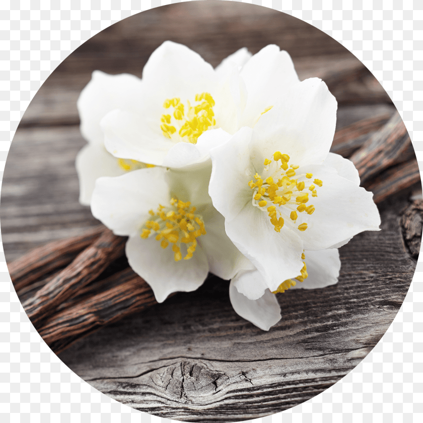 1432x1432 Jasmine Flower Hacer Perfume De Vainilla, Anemone, Anther, Plant, Pollen Transparent PNG
