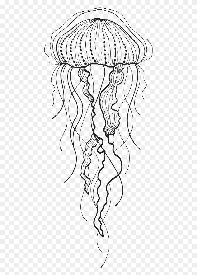 465x1112 Transparent Jelly Fish Drawing At Getdrawings Jellyfish Drawing Black And White, Plant, Root, Face HD PNG Download