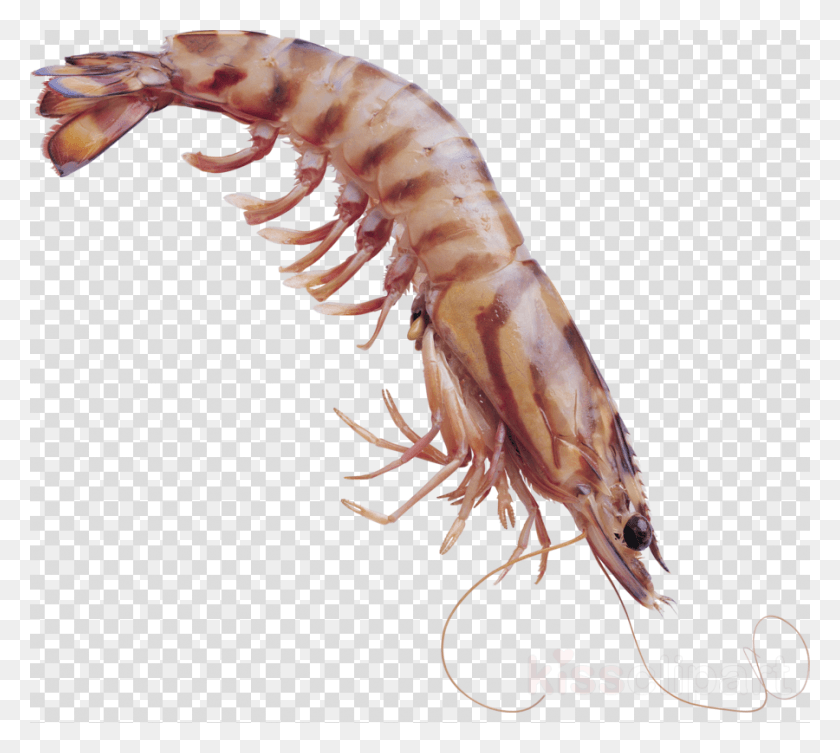 900x800 Transparent Krill Clipart Shrimp Clip Art Animated Pencils Clipart, Animal, Food, Sea Life HD PNG Download