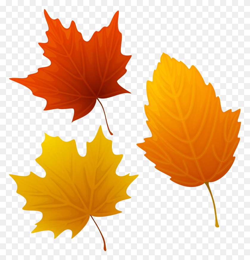 5907x6180 Transparent Leaf Clipart Autumn Leaves Clipart, Plant, Tree, Maple Leaf HD PNG Download