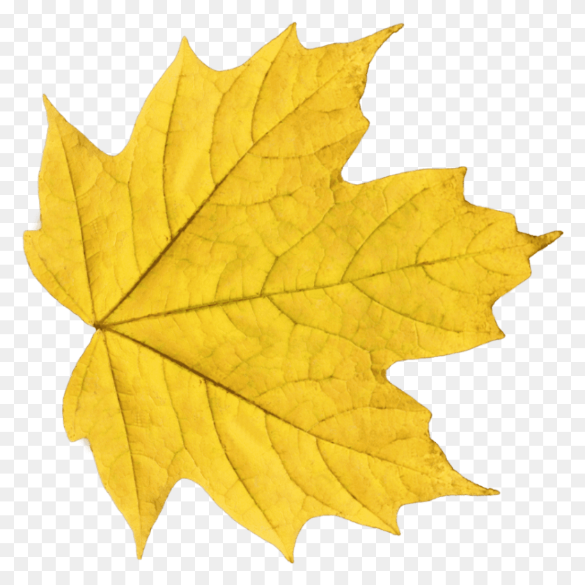 843x843 Transparent Leaf Pile Yellow Leaf, Plant, Tree, Maple Leaf HD PNG Download