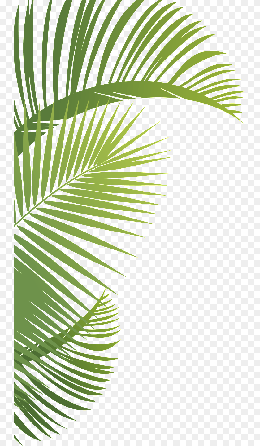 752x1439 Leafs Roystonea, Vegetation, Tree, Plant, Palm Tree Sticker PNG