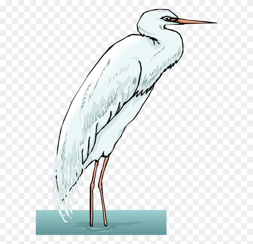 602x750 Transparent Library Free Heron Cattle Egret, Bird, Animal, Crane Bird HD PNG Download