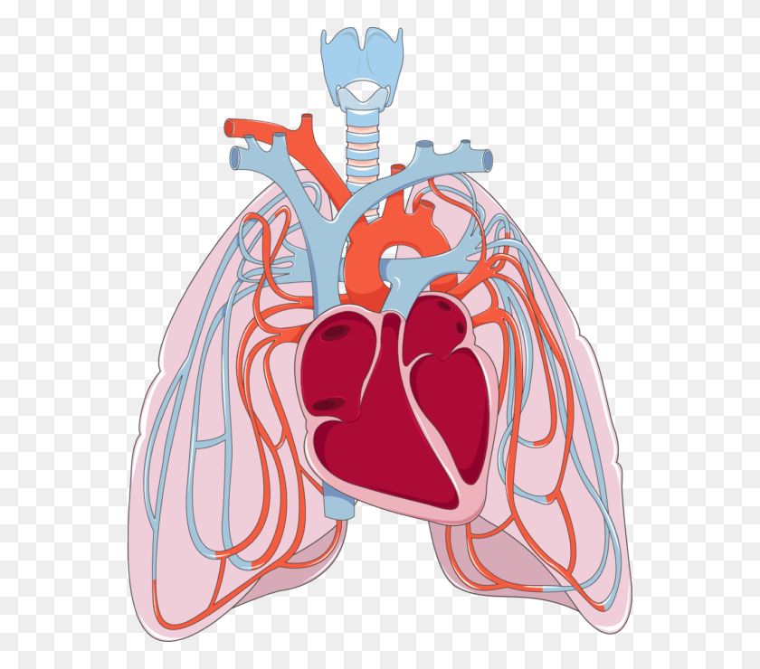 558x680 Transparent Library Heart And Lungs Clipart Lungs And Heart HD PNG Download