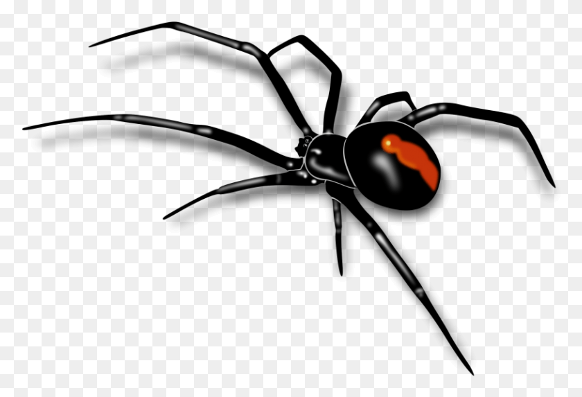 815x537 Transparent Library Spider With Dew Clip Art Billigakontaktlinser Black Widow Spider, Insect, Invertebrate, Animal HD PNG Download