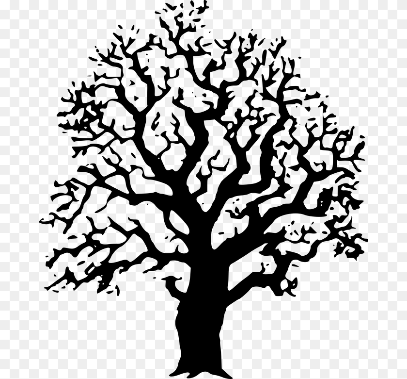 680x781 Transparent Live Oak Tree Black And White Tree Image Clipart, Plant, Sycamore, Person PNG