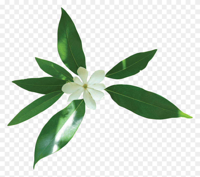 1580x1390 Магнолия Дерево Олеандр, Растение, Лист, Цветок Png Скачать