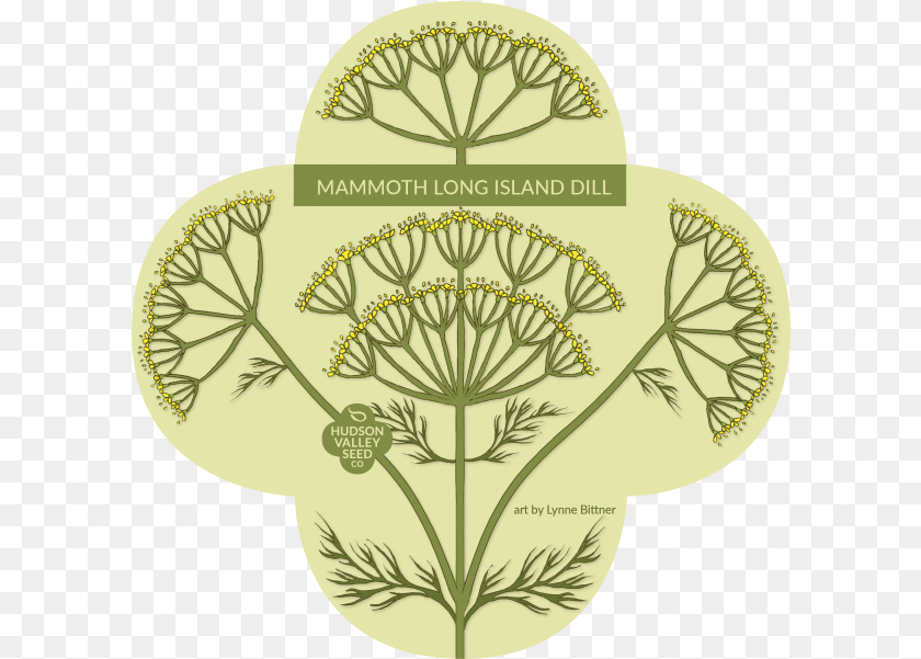 602x601 Mammoth Everwilde Farms Mammoth Long Island Dill Seeds, Food, Seasoning, Plant, Person Transparent PNG