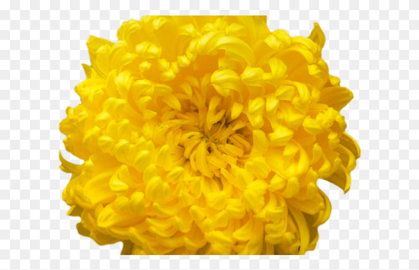610x481 Transparent Marigold Flower, Plant, Blossom, Dahlia HD PNG Download
