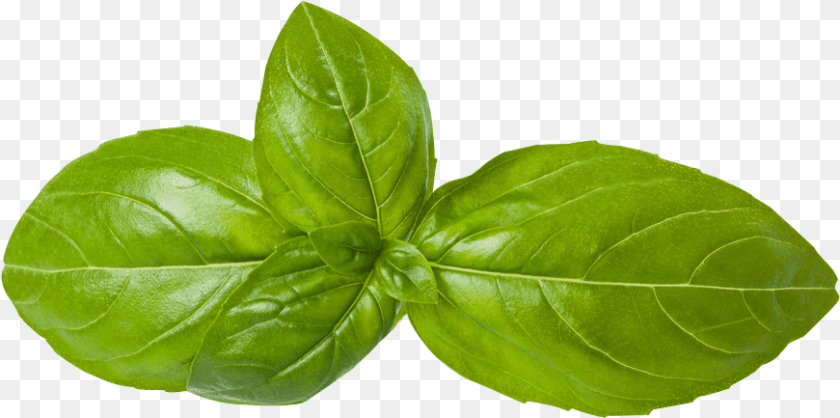 Transparent Mint Leaves Basil, Herbs, Leaf, Plant, Herbal PNG
