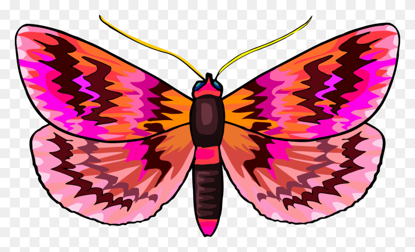 1299x750 Бабочка Монарх, Насекомое, Беспозвоночные, Животные Png Скачать