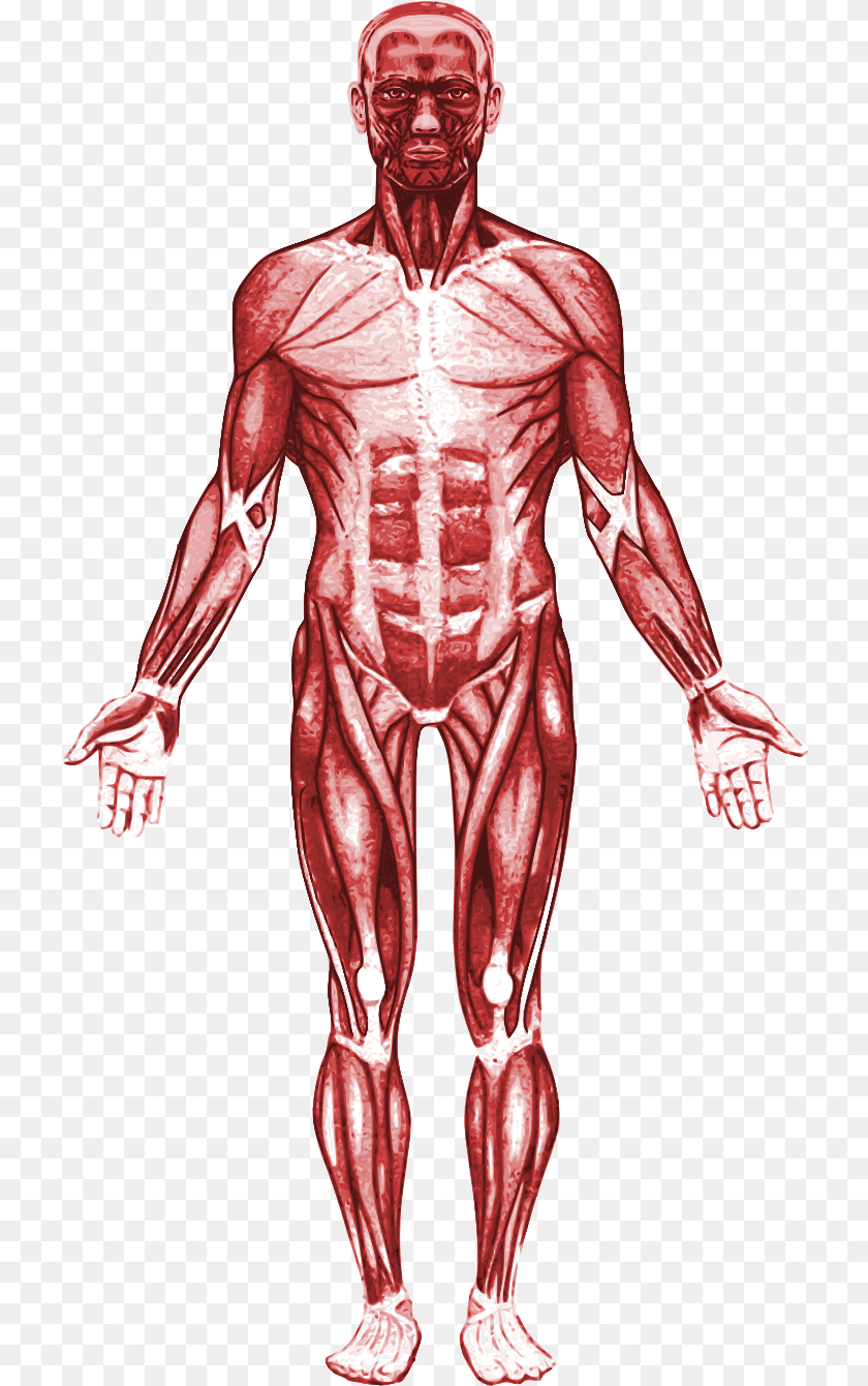 725x1340 Muscular System, Adult, Skin, Person, Man Transparent PNG