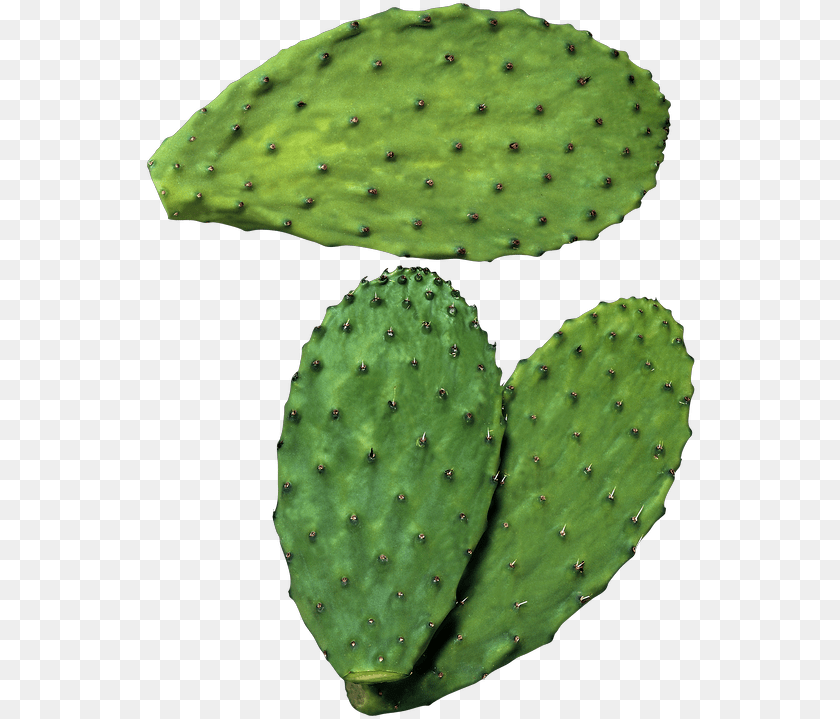 554x719 Transparent Nopal, Plant, Cactus Clipart PNG