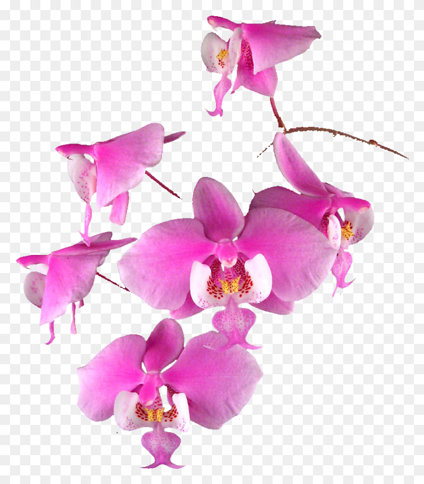 794x914 Transparent Orchids Pink Orchid Flowers Vector, Plant, Flower, Blossom HD PNG Download