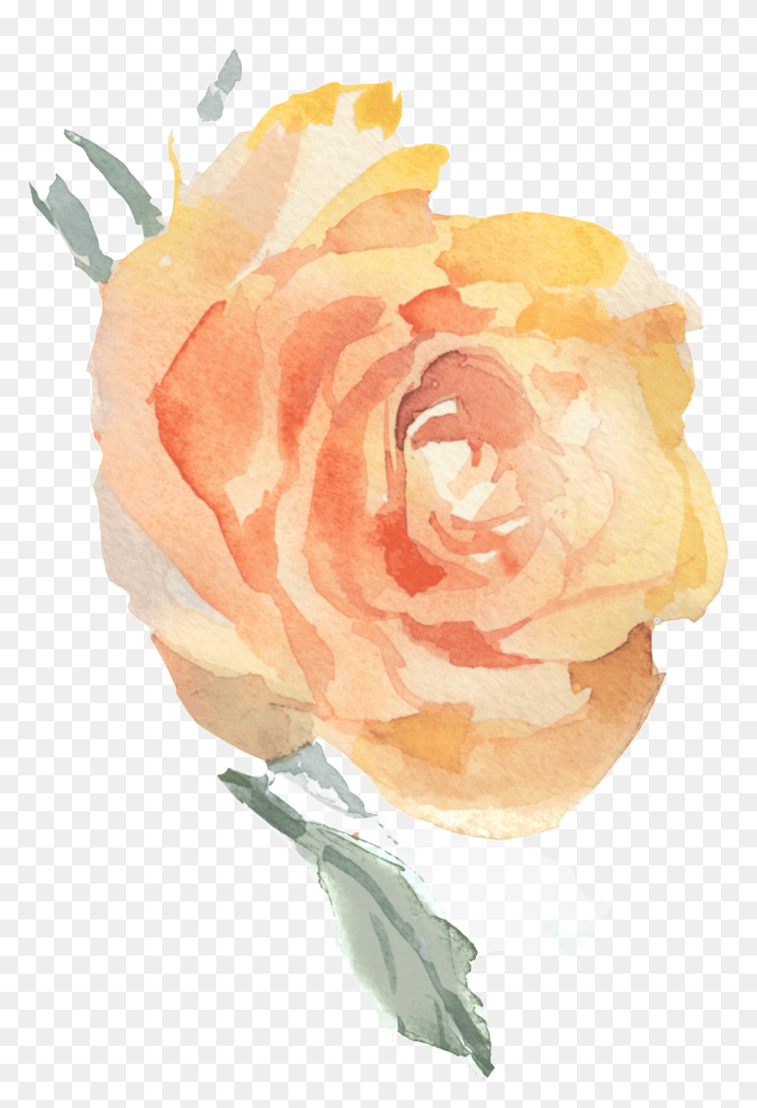 943x1414 Png Орнамент Для Розовых Цветов, Садовые Розы, Растение, Цветок, Цветение Png Скачать