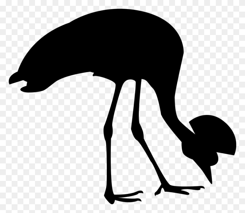 838x720 Transparent Ostrich Clipart Grey Crowned Crane Silhouette, Gray, World Of Warcraft HD PNG Download