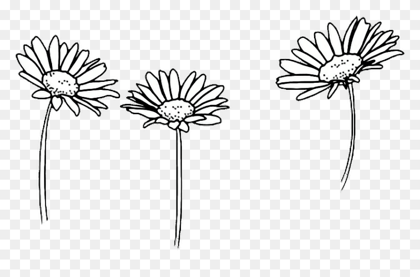 832x528 Прозрачный Оверлей Черно-Белый, Растение, Цветок, Цветение Hd Png Скачать