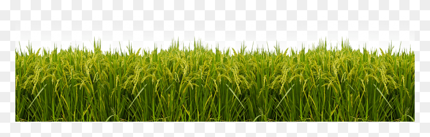 1920x513 Transparent Paddy Field, Vegetation, Plant, Nature HD PNG Download