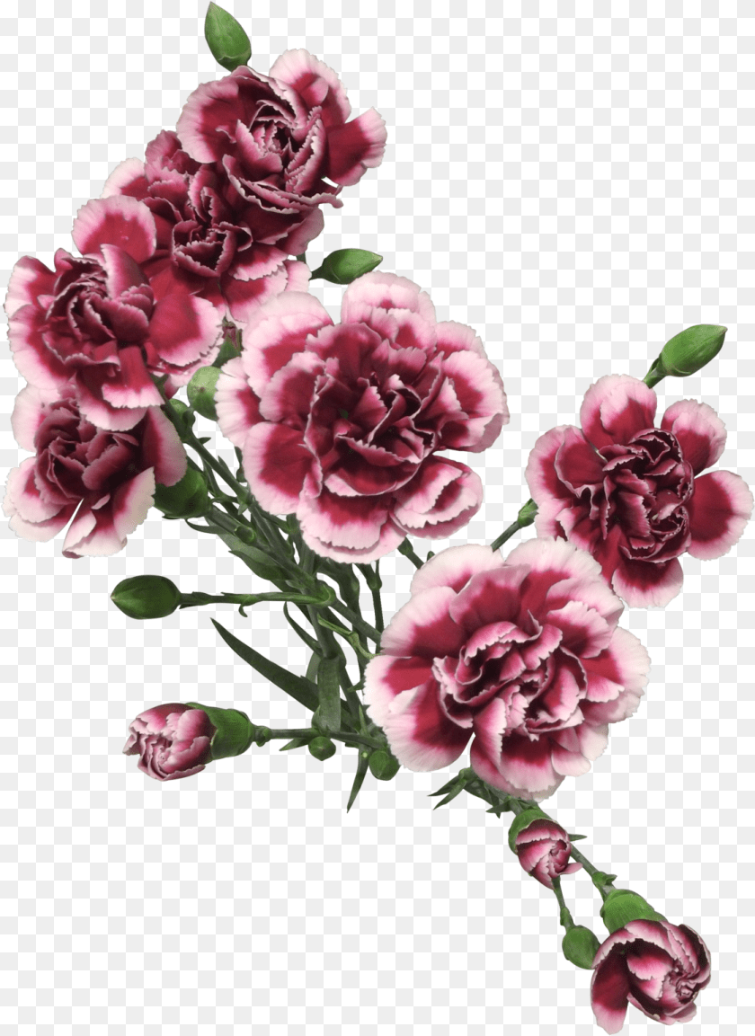 Transparent Painted Flowers, Carnation, Flower, Plant, Rose Sticker PNG