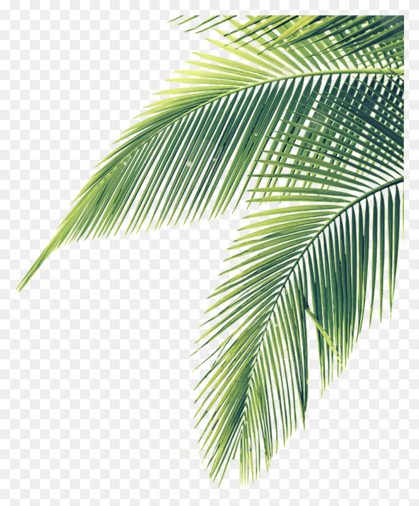 1008x1233 Transparent Palm Branches Clipart Palm Tree Leaf, Tree, Plant, Arecaceae HD PNG Download