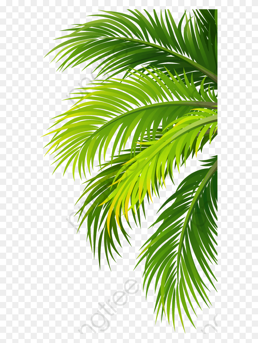 577x1053 Transparent Palm Leaf Coconut Leaf, Plant, Green, Bush HD PNG Download