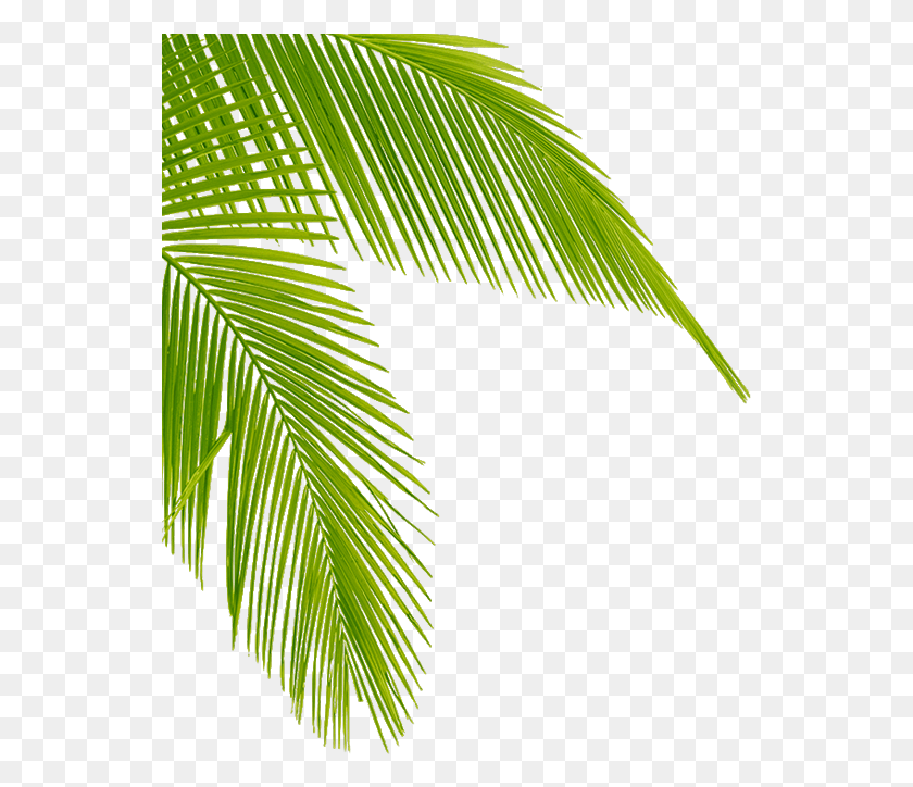 543x664 Transparent Palm Tree Leaves Clipart Leaf Palm Tree Leaf, Plant, Tree, Green HD PNG Download