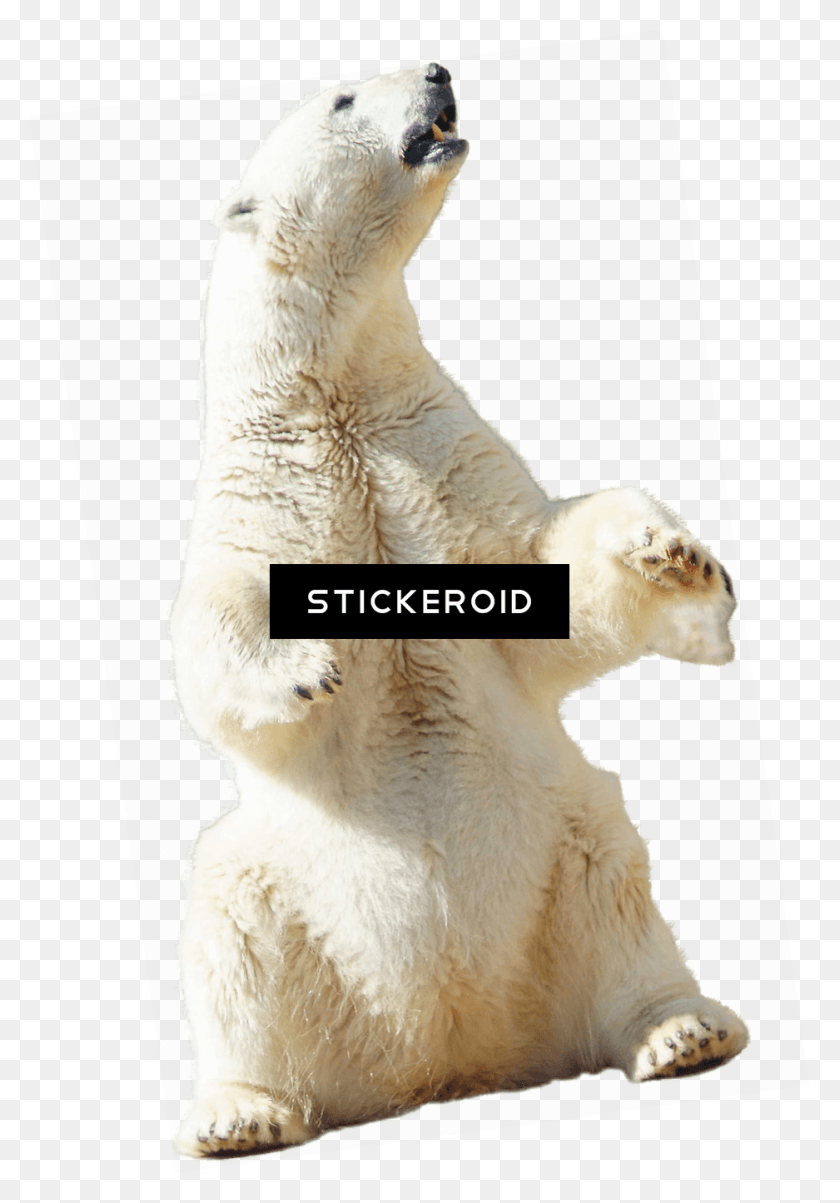 937x1374 Transparent Paw Polar Bear Polar Bear, Bear, Wildlife, Mammal HD PNG Download