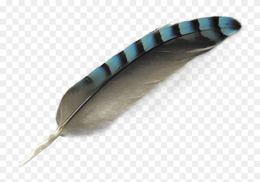 1733x1177 Transparent Peacock Feather Clipart Bird Feather, Water, Fish, Animal HD PNG Download