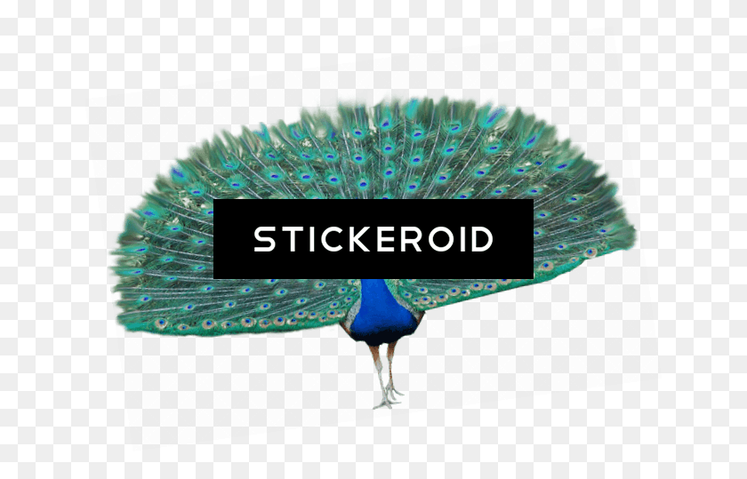 648x479 Transparent Peacock Wings Peafowl, Bird, Animal, Brush HD PNG Download