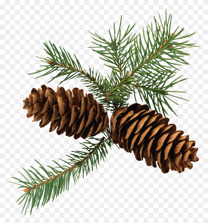 2683x2896 Transparent Pine Cone HD PNG Download