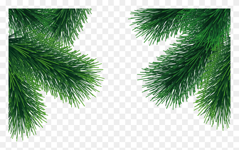 3463x2081 Transparent Pine Tree Branch, Tree, Plant, Conifer HD PNG Download