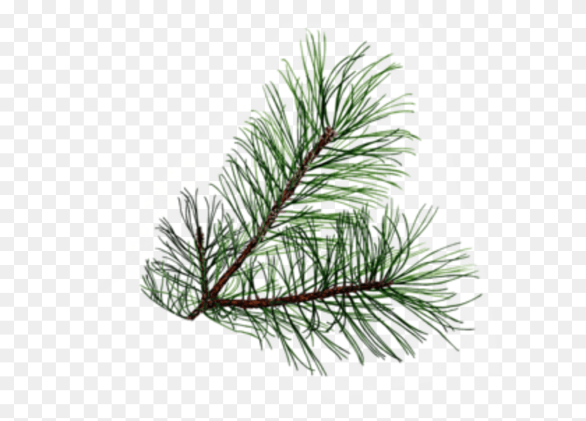 600x544 Transparent Pine Tree Leaves, Tree, Plant, Conifer HD PNG Download