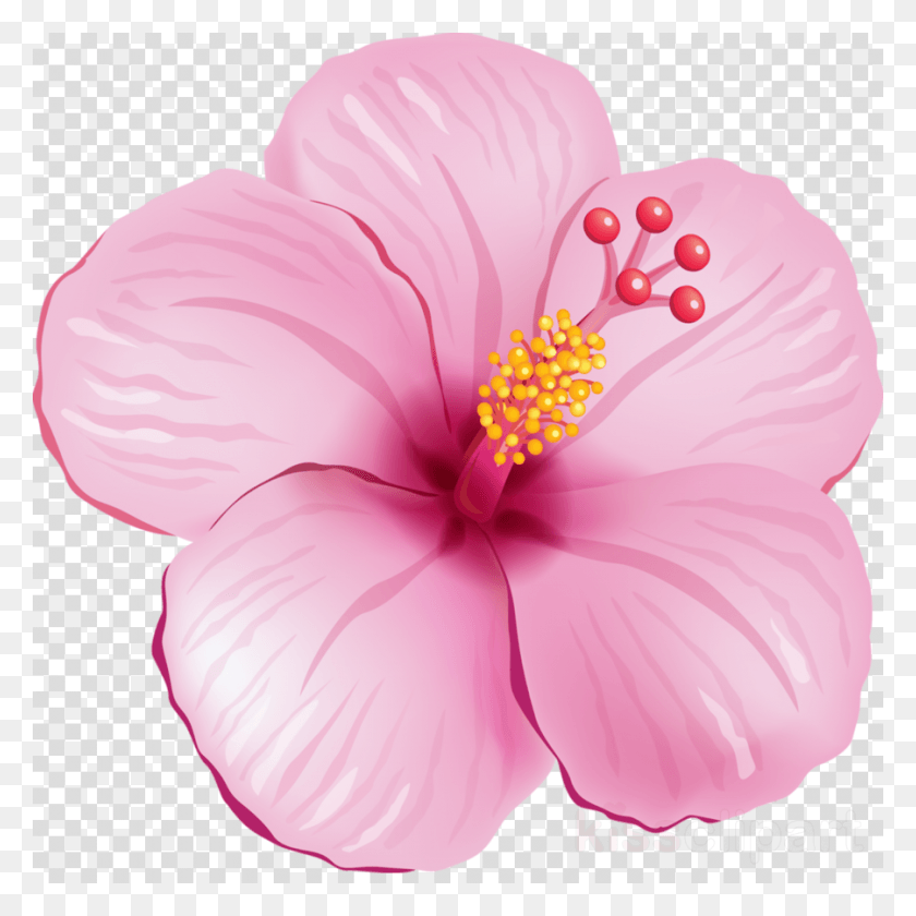 900x900 Прозрачный Розовый Цветок Яблоко Фрукты Прозрачный Фон, Растение, Гибискус, Цветок Hd Png Скачать
