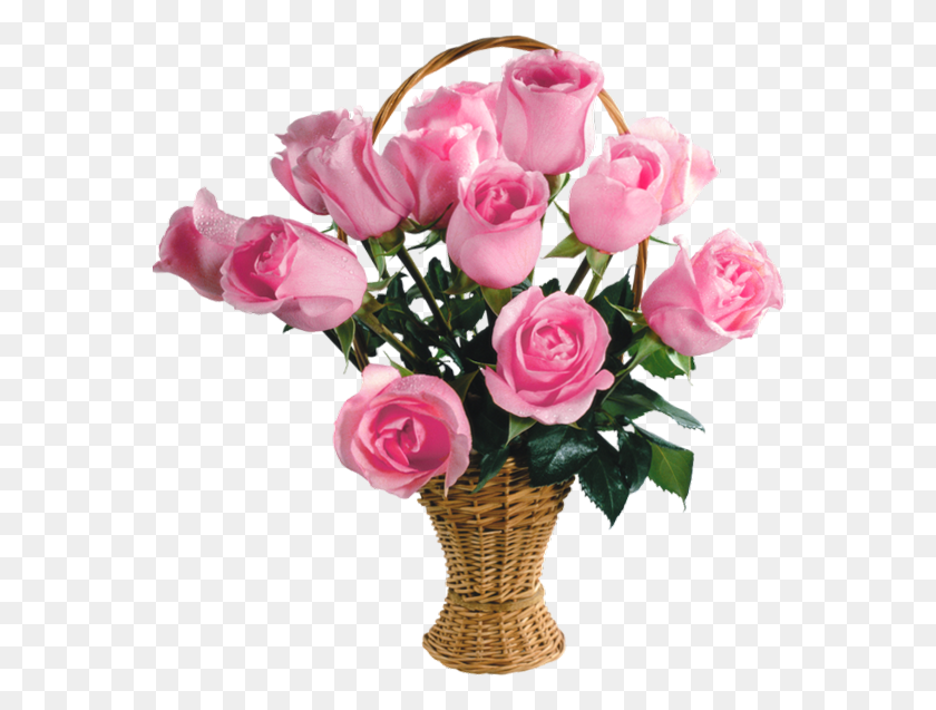 570x577 Transparent Pink Roses Basket Picture Pink Rose Flower Basket, Plant, Blossom, Flower Bouquet HD PNG Download
